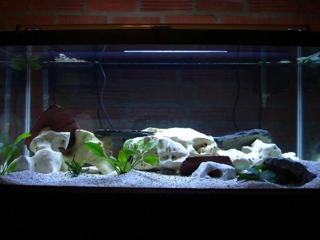 40 gallons freshwater fish tank (mostly fish and non-living decorations) - My 40 Gallon Breeder