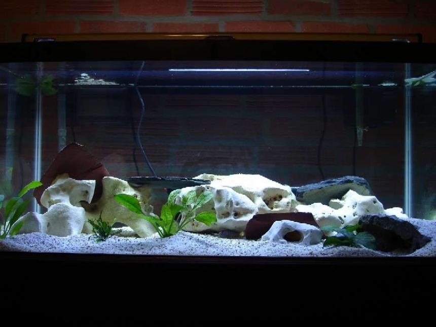 Rated #61: Fish Tank Picture - My 40 Gallon Breeder