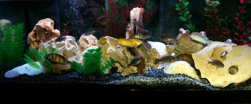 Rated #1772: 40 Gallons Freshwater Fish Tank - Better Picture Of My 40Gallon Wide African Cichlid Tank