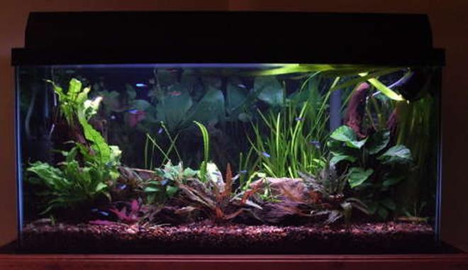 33 gallons planted tank (mostly live plants and fish) - 33 gallon freshwater planted tank, outfitted with overflow box leading to a sump/refugium on reverse photosynthetic cycle. Driftwood, anubius, cryps, otto cats, neons, flower shrimp, freshwater clams and more. 2x powerglo 36", substrate heater, gravel/flourite, hagne CO2 diffuserx2, seachem additives.