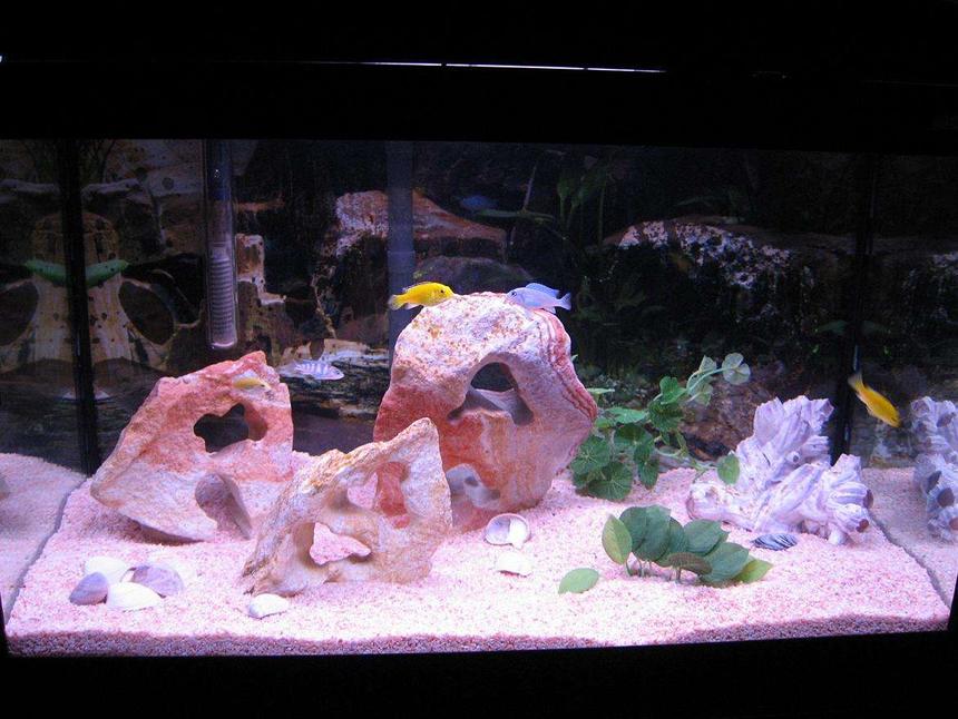 Rated #239: 20 Gallons Freshwater Fish Tank - FIRST SMALL CICHLID TANK