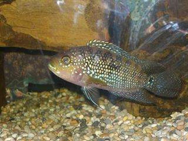 freshwater fish - nandopsis octofasciatum - jack dempsey stocking in 50 gallons tank - Jack Dempsey