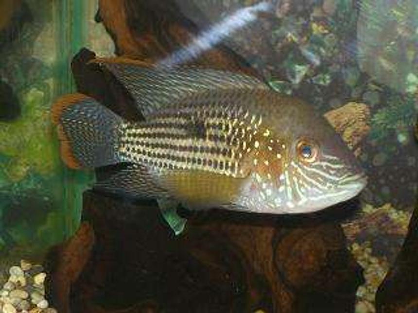 Rated #57: Freshwater Fish - Aequidens Rivulatus - Green Terror Stocking In 50 Gallons Tank - Green Terror