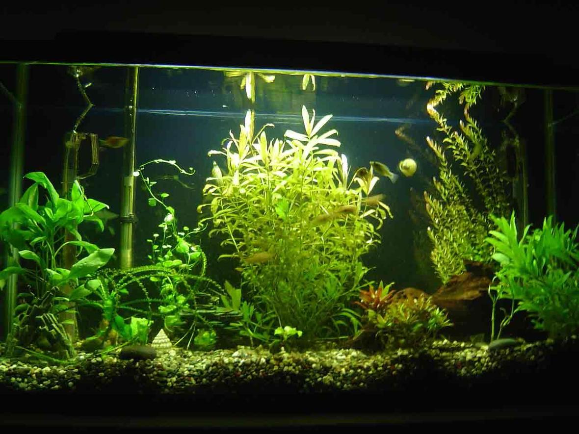 33 gallons planted tank (mostly live plants and fish) - My new 33 gal tank... it's one month old. The plants seem happy and they grew alot. I got them super tiny.