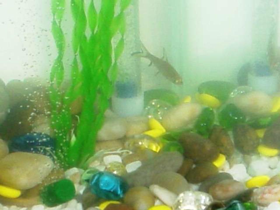 freshwater fish - balantiocheilus melanopterus - bala shark stocking in 16 gallons tank - Bala Sharks