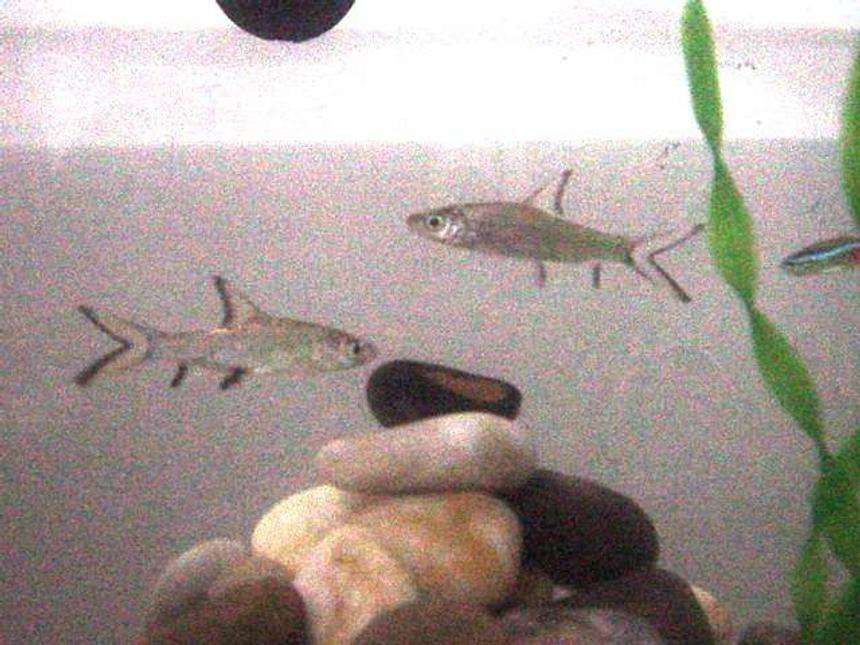 Rated #2421: Freshwater Fish - Balantiocheilus Melanopterus - Bala Shark Stocking In 16 Gallons Tank - Sharks