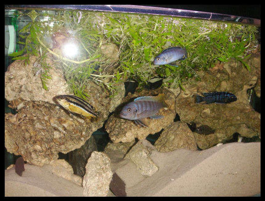 Rated #212: 55 Gallons Freshwater Fish Tank - AFRICAN CICHLIDS 55 GALLON TANK