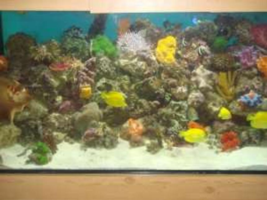 Rated #135: 250 Gallons Reef Tank - 7x2x2 with 3 other tanks connected
