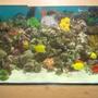 250 gallons reef tank (mostly live coral and fish) - 7x2x2 with 3 other tanks connected
