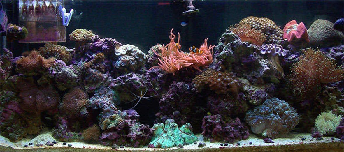 55 gallons reef tank (mostly live coral and fish) - 55gal reef