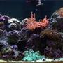 55 gallons reef tank (mostly live coral and fish) - 55gal reef