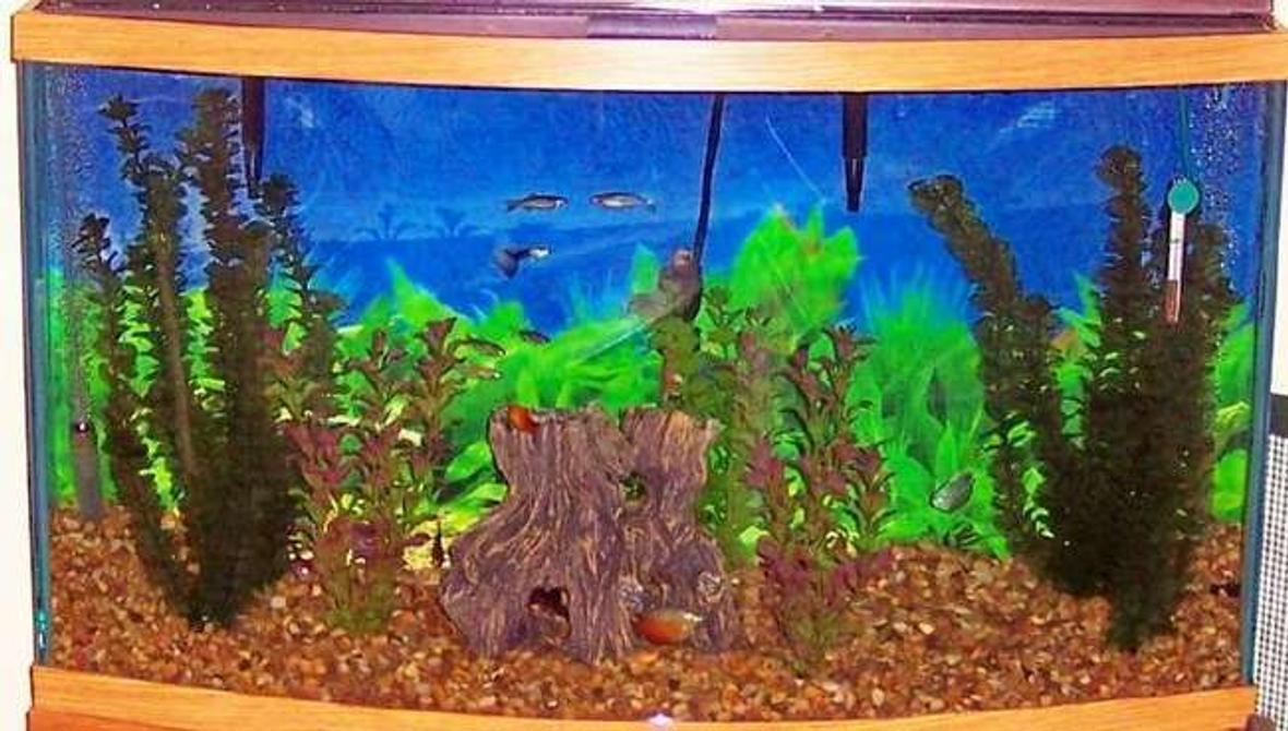 46 gallons freshwater fish tank (mostly fish and non-living decorations) - 46 gal. tank
