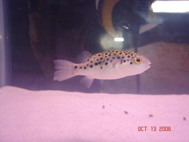 freshwater fish - tetraodon nigroviridis - green spotted puffer stocking in 125 gallons tank - GSP (green-spotted puffer)