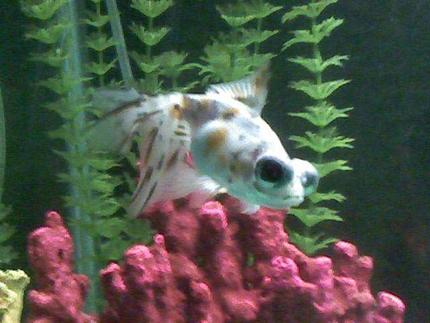 freshwater fish - carassius auratus - telescope goldfish stocking in 29 gallons tank - Telescope eye goldfish aka 