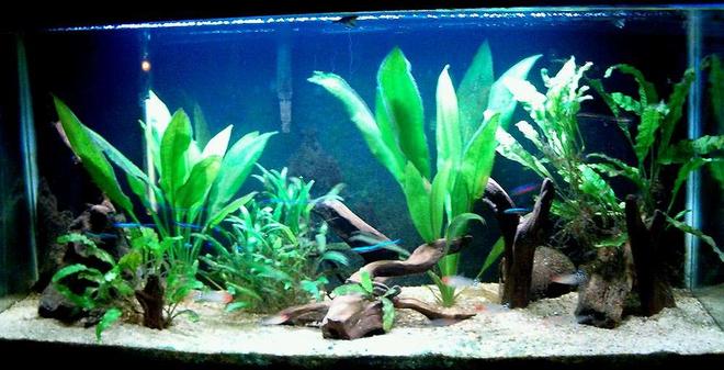 33 gallons planted tank (mostly live plants and fish) - Blackwater Amazon Community