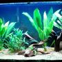 33 gallons planted tank (mostly live plants and fish) - Blackwater Amazon Community