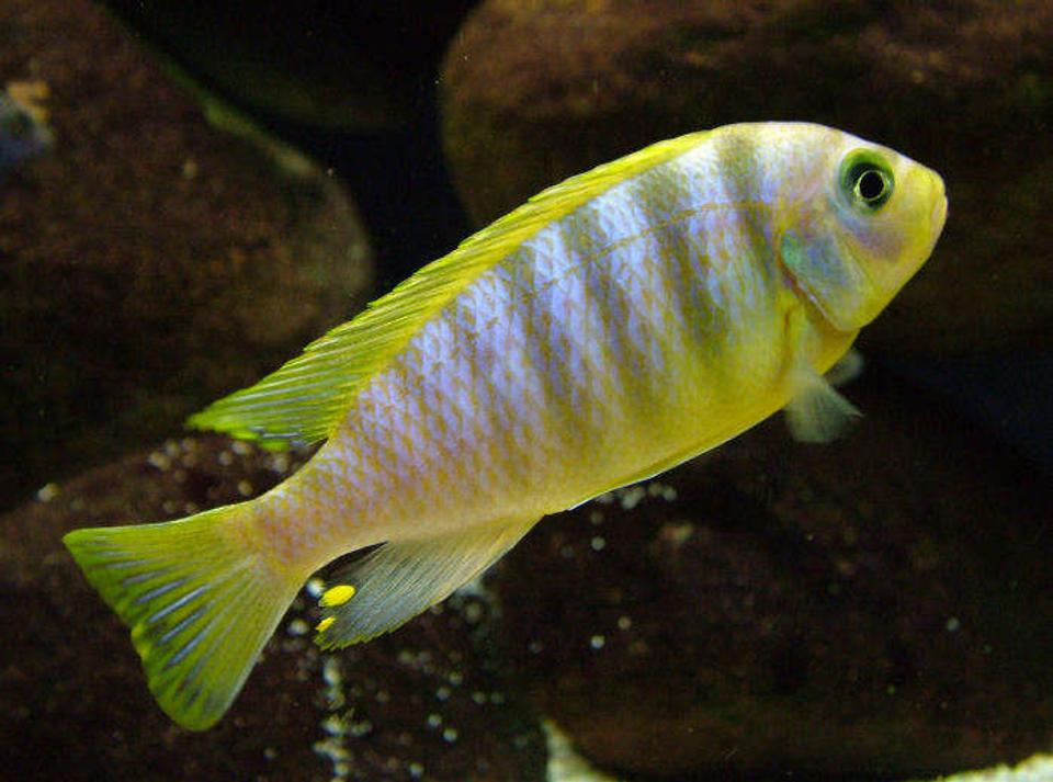 freshwater fish - pseudotropheus aurora - aurora cichlid stocking in 50 gallons tank - Pseudotropheus aurora male