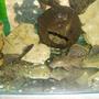freshwater fish - pseudoacanthicus spinosus - chocolate chip spiny pleco (l-160) stocking in 70 gallons tank - pleco