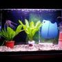 70 gallons freshwater fish tank (mostly fish and non-living decorations) - scalaire couple 2