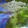 freshwater fish - betta splendens - betta - male stocking in 70 gallons tank - betta splendens