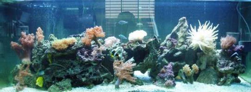 Rated #96: 75 Gallons Reef Tank - 75 gallon tank
