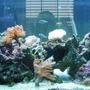 75 gallons reef tank (mostly live coral and fish) - 75 gallon tank