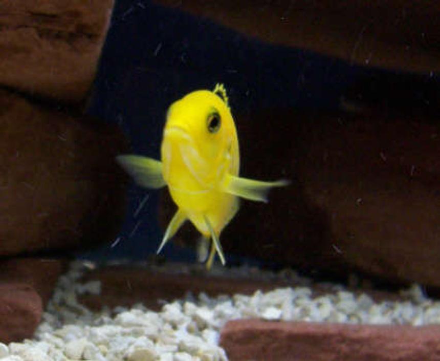 Rated #90: Freshwater Fish - Labidochromis Caeruleus - Electric Yellow Cichlid Stocking In 75 Gallons Tank - Did somebody say food?
Labidochromis Caeruleus