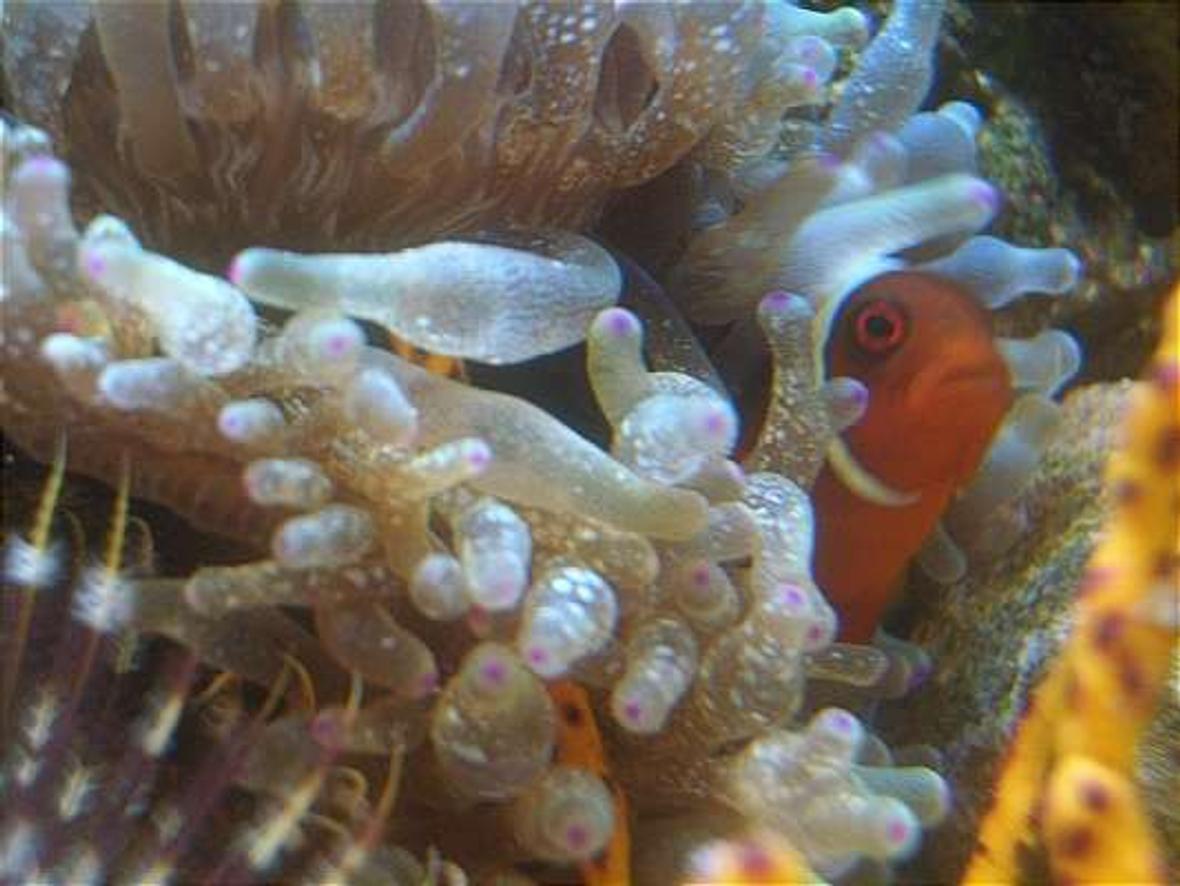 corals inverts - entacmaea quadricolor - bulb anemone stocking in 12 gallons tank - gold stripe maroon clown 2
