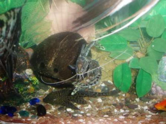 freshwater fish - pseudoplatystoma fasciatum - tiger shovelnose cat stocking in 70 gallons tank - poisson chat