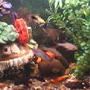 70 gallons freshwater fish tank (mostly fish and non-living decorations) - bac