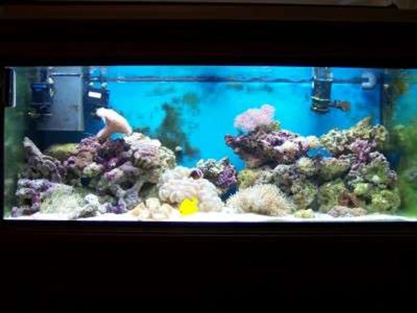 Rated #94: 75 Gallons Reef Tank - after 4 months