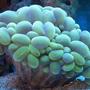 corals inverts - plerogyra sinuosa - bubble coral, green stocking in 75 gallons tank - Green bubble coral