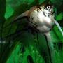 freshwater fish - pterophyllum scalare - assorted veil angel stocking in 70 gallons tank - ANGEL FISH