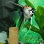 freshwater fish - pterophyllum scalare - assorted veil angel stocking in 70 gallons tank - ANGEL FISH