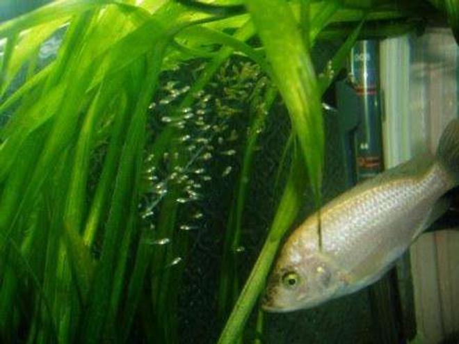 freshwater fish - pseudotropheus polit - polit cichlid stocking in 70 gallons tank - CICLIDE
