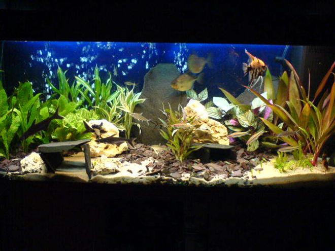 53 gallons freshwater fish tank (mostly fish and non-living decorations) - A slog of twelve hours for this display but worth it i think