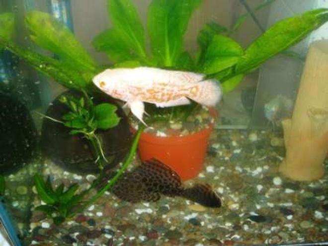 freshwater fish - astronotus ocellatus - albino oscar stocking in 70 gallons tank - oscar pleco