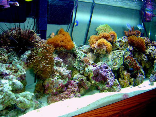 75 gallons reef tank (mostly live coral and fish) - An image of my 75 gallon reef tank.