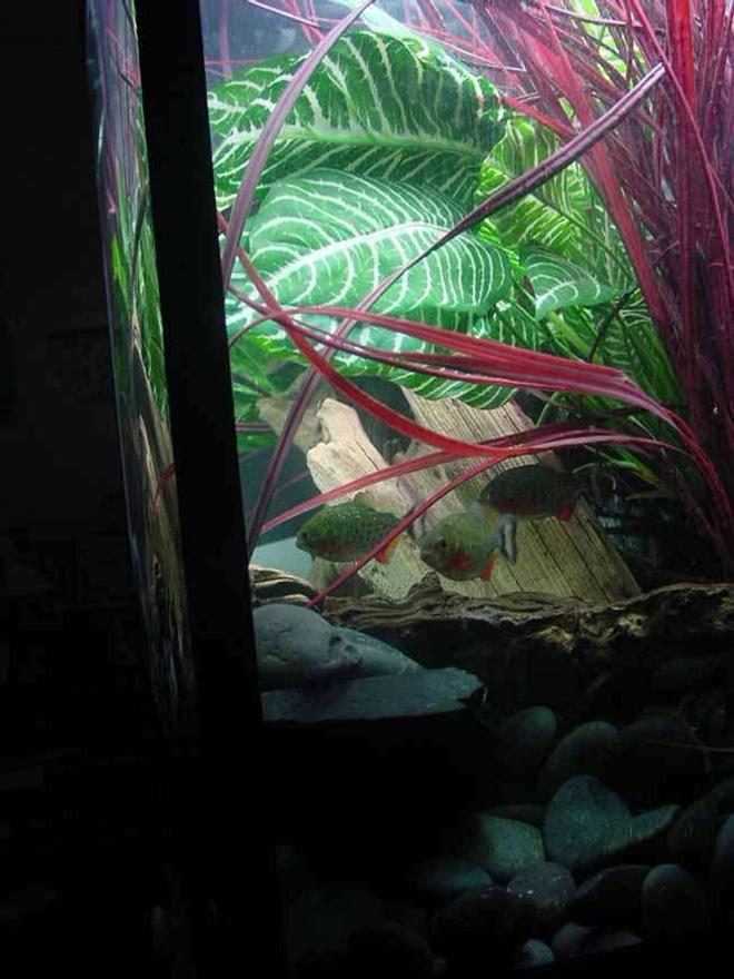 freshwater fish - pygocentrus nattereri - redbellied pirhana stocking in 90 gallons tank - Juvenile Red Belly Piranha Possing