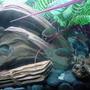 freshwater fish - pygocentrus nattereri - redbellied pirhana stocking in 90 gallons tank - Juvenile Piranha Enjoy The Current