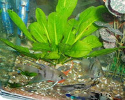 70 gallons planted tank (mostly live plants and fish) - planted