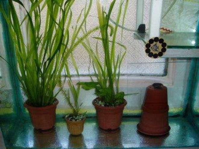 70 gallons planted tank (mostly live plants and fish) - planted3