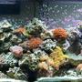 55 gallons reef tank (mostly live coral and fish) - A shot of my 55 gallon