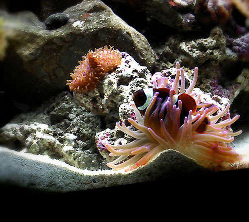 Rated #17: Corals Inverts - Condylactis Sp. - Haitian Reef Anemone Stocking In 55 Gallons Tank - Nemo taking a break
