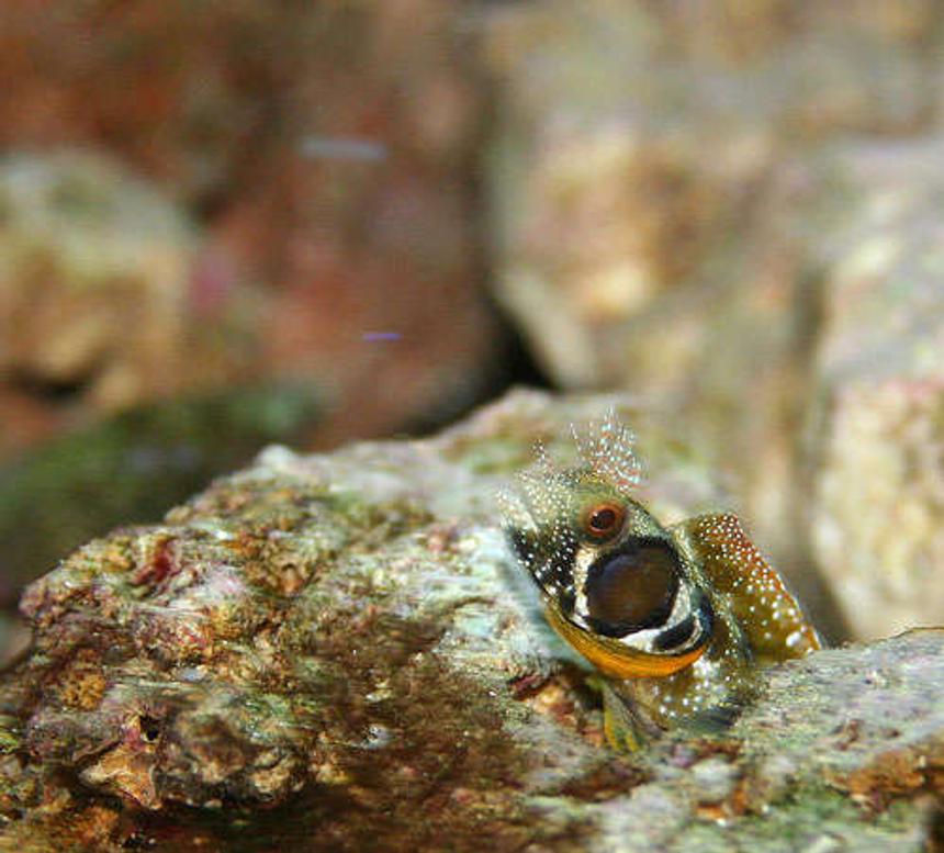 Rated #49: Saltwater Fish - Synchiropus Ocellatus - Scooter Blenny Stocking In 55 Gallons Tank - Browncheek bleeny