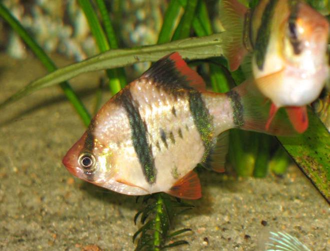 freshwater fish - puntius tetrazona - tiger barb stocking in 26 gallons tank - One of my favourite school fish in my tanks.