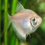 freshwater fish - gymnocorymbus ternetzi - white skirt tetra stocking in 26 gallons tank - White Skirt Tetra