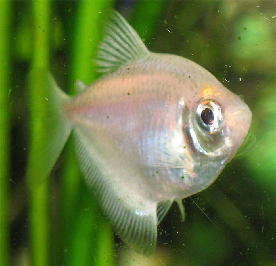 freshwater fish - gymnocorymbus ternetzi - white skirt tetra stocking in 26 gallons tank - White Skirt Tetra