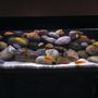 40 gallons freshwater fish tank (mostly fish and non-living decorations) - 40G (UK) Malawi Mbuna Tank TimothyS