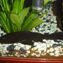 freshwater fish - glyptoperichthys gibbiceps - sailfin pleco stocking in 45 gallons tank - My pleco.